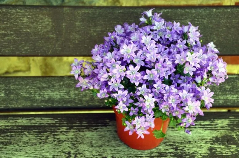 Imagem ilustrativa de Vaso de flor personalizado  preço